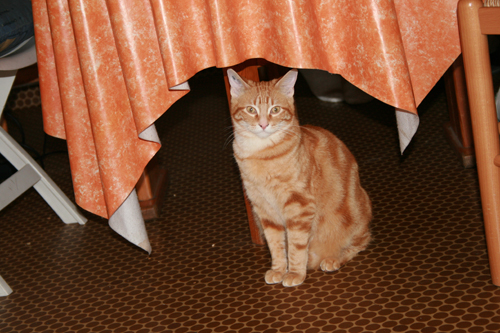 chat tigre en 6 lettres