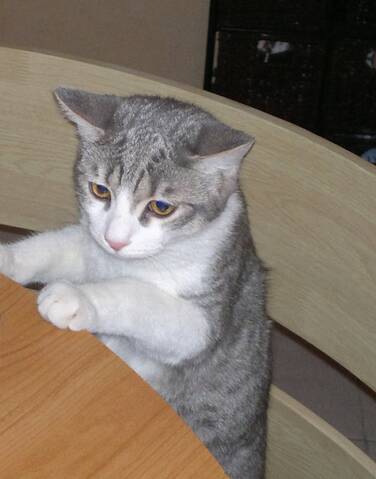 Perdu Fuel Chat Gris Et Blanc Plaisance 13 03 11