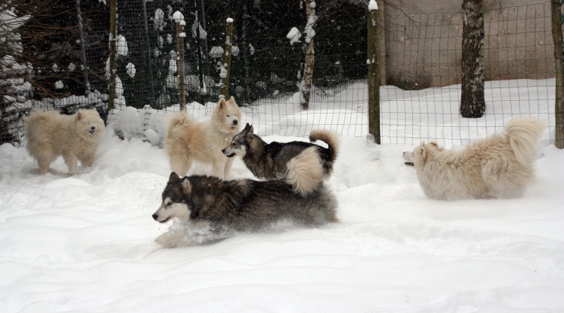 Venez voter pour le concours Nos chiens dans la neige Img_8611