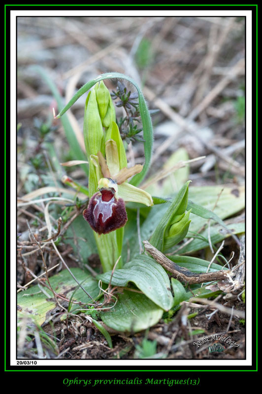 Ophrys provincialis ( Ophrys de Provence ) 03-img19