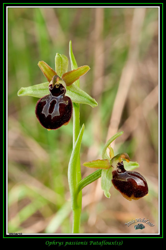 Ophrys passionis ( Ophrys de la Passion ) 05-img13