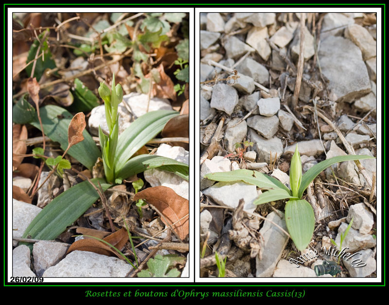 Ophrys aranifera massiliensis ( Ophrys de Marseille ) 07-img11