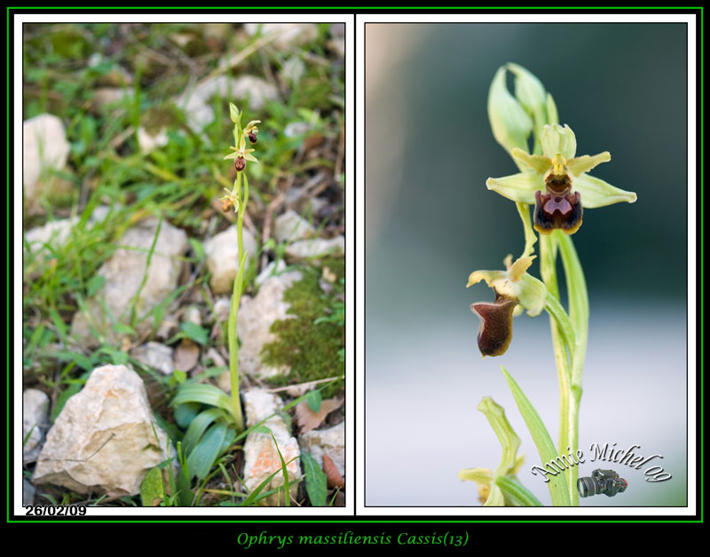 Ophrys aranifera massiliensis ( Ophrys de Marseille ) 08-img12
