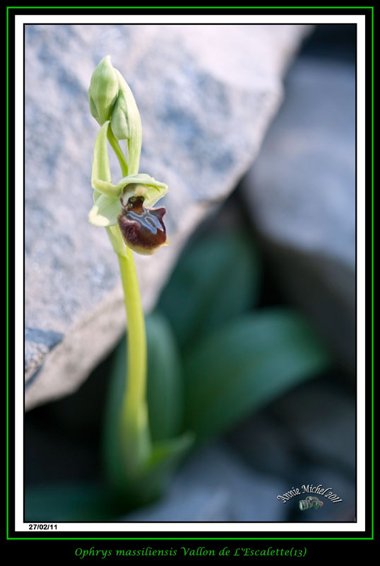Ophrys aranifera massiliensis ( Ophrys de Marseille ) 10_mg_11