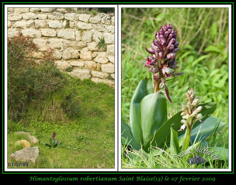 Himantoglossum robertianum (Barlia, Orchis géant ) 11-bar10