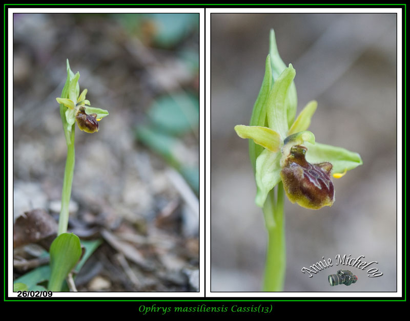 Ophrys aranifera massiliensis ( Ophrys de Marseille ) 19-img10