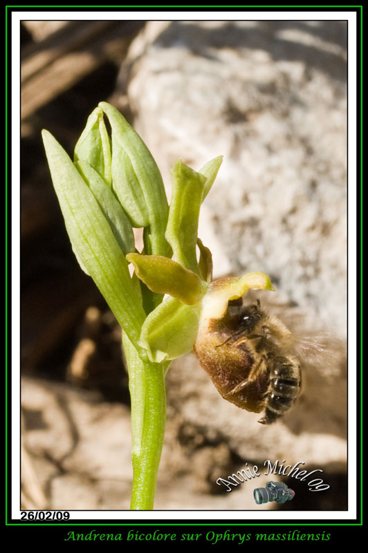 Ophrys aranifera massiliensis ( Ophrys de Marseille ) 25-img10