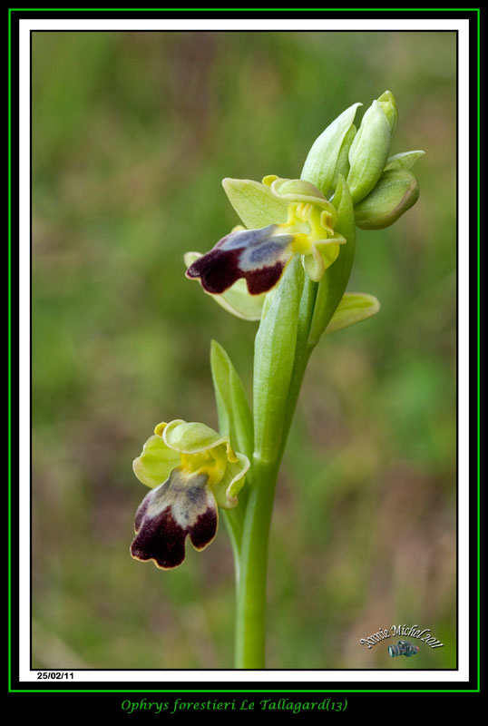 Ophrys (Pseudophrys) forestieri ( ex-lupercalis ) _mg_3616