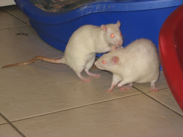 mes ratounettes Img_5517