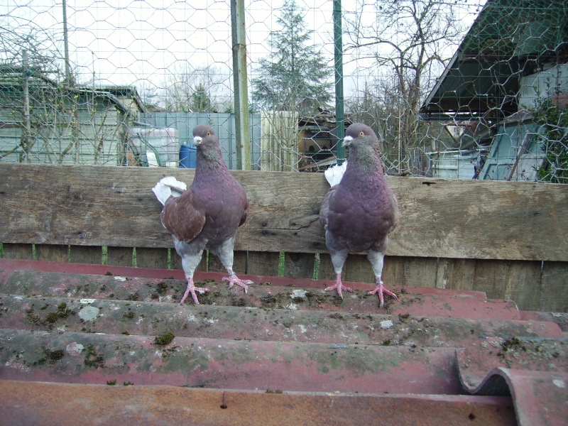 questions sur pigeons King Imgp0217