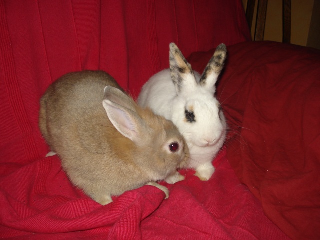 Walli et Lilli se font des câlins Dsc04049