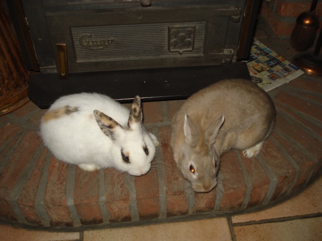 Walli et Lilli se font des câlins Dsc04110