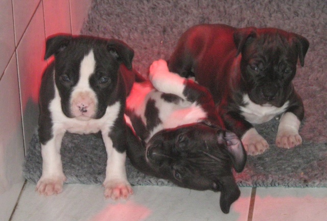 NAISSANCE DES CHIOTS DE VICTORY / PUCCI le 25 janvier 2010 Chiots33