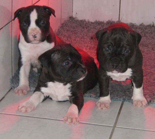 NAISSANCE DES CHIOTS DE VICTORY / PUCCI le 25 janvier 2010 Chiots35