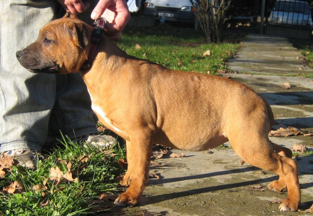 DREAM ABOUT ME DE KARYSHA (alias Luna) (staffie) Dream_11