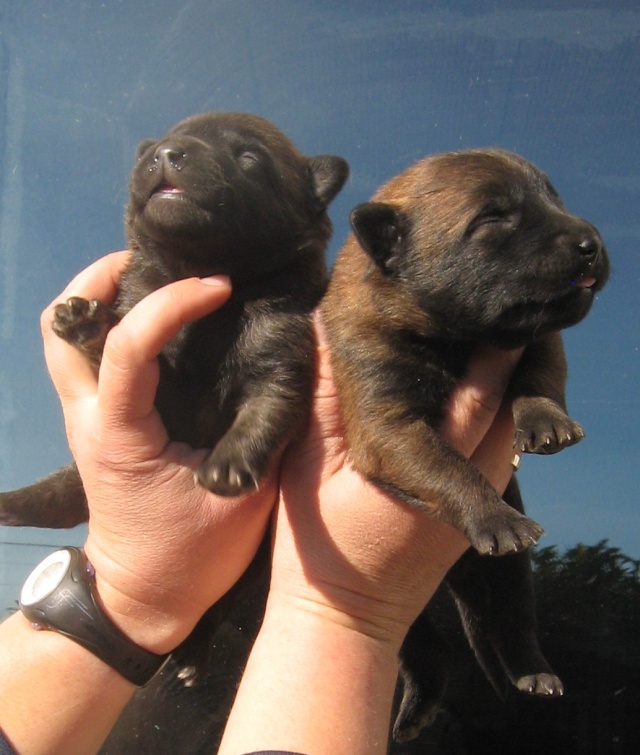 MARIAGE UTHA TECK CHIOTS MALINOIS NES LE 9 FEVRIER Males_11