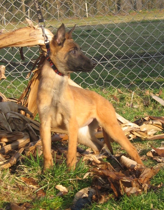 SAILLIE VANDA / VICO (malinois) - Page 2 Petite10