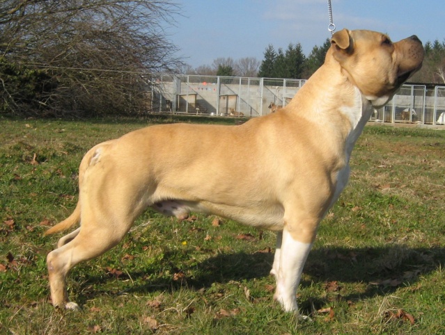 CRISPY COOKIE OF THE UPPER STAFF KENNEL (PUCCI) Pucci_10