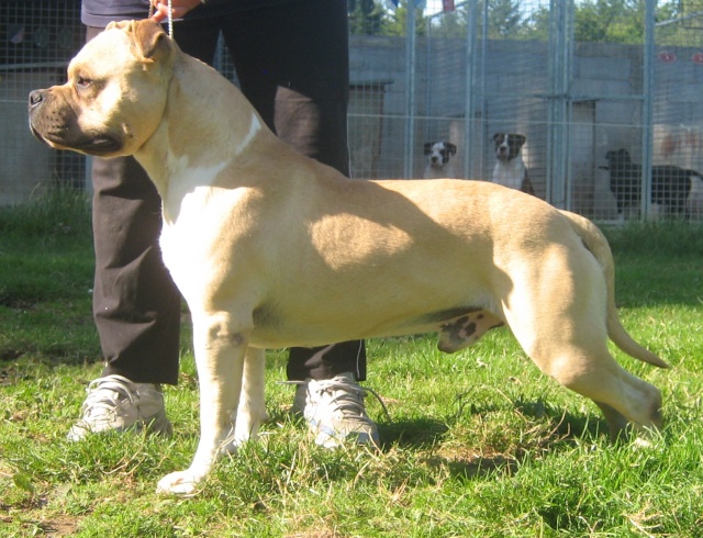 CRISPY COOKIE OF THE UPPER STAFF KENNEL (PUCCI) Pucci_25