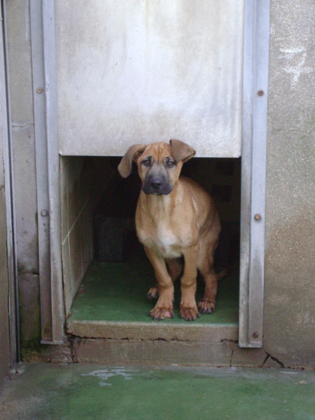 Chiot croise berger de 5 mois  Dunkerque - pb de pattes avant - SAUVE - Dsc07012