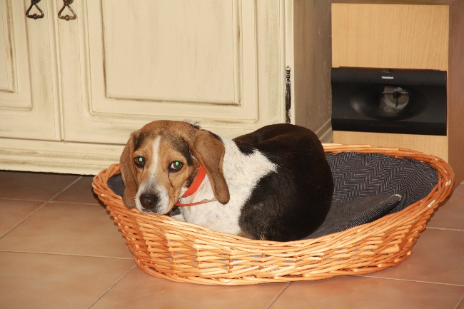 PEPETTE, beagle femelle, 2 ans (46) Img_5910