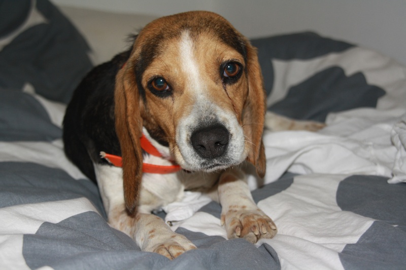 PEPETTE, beagle femelle, 2 ans (46) Img_5911