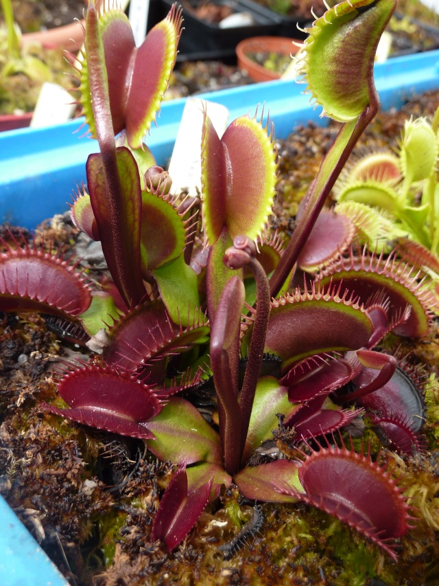 Vente Drosera schizandra, Dionaea, Sarracenia ! P1010516