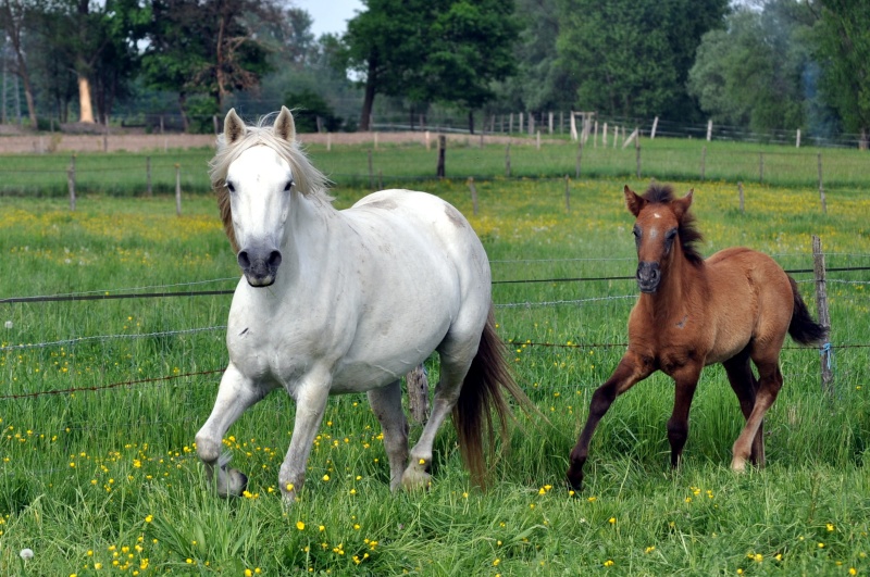 AMOUR DE CHANCE Poulai35