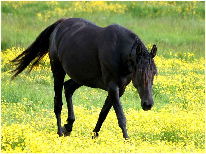 Le cheval de Rom ... Cheval11