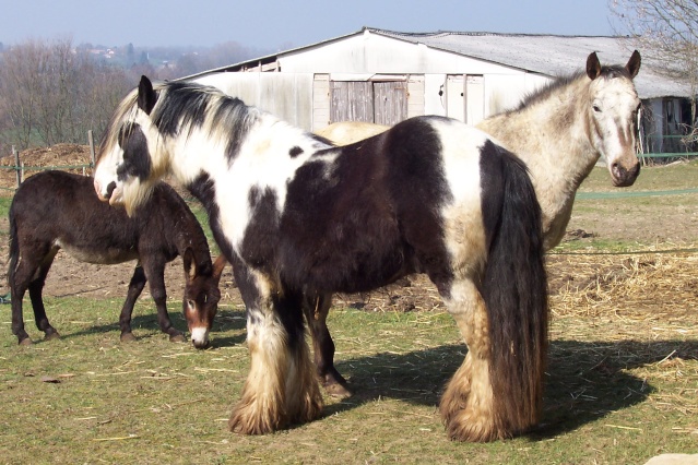 SUNKA, étalon agrée Sunka_12