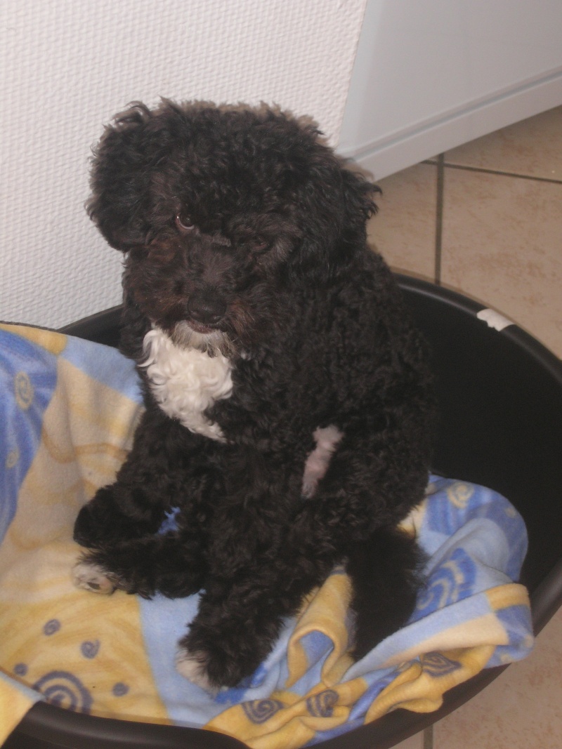 Angus chiot type caniche/bichon 5 mois (59) ADOPTE P1240010