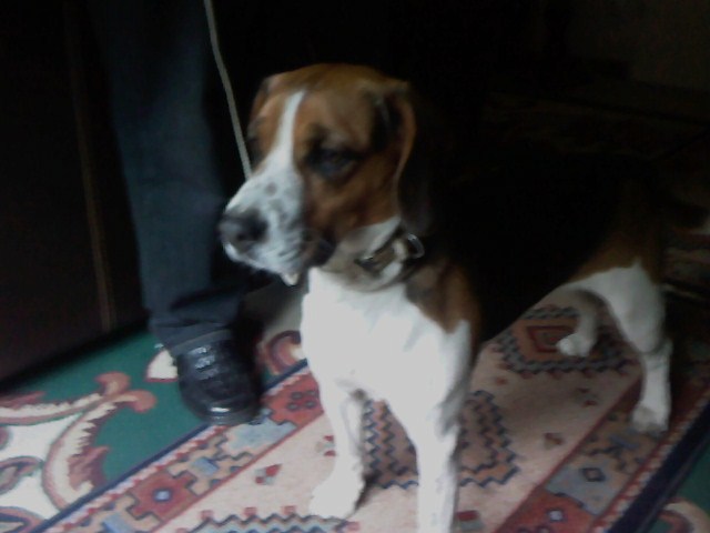 Femelle Beagle, un an et demi (59) Photo110