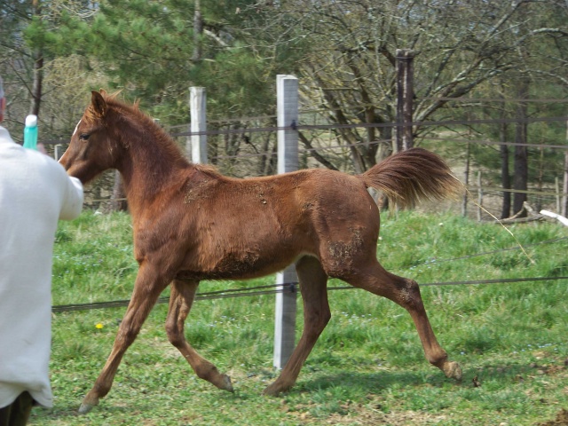 Pouliche alezan brulée, origine endurance VENDUE 410