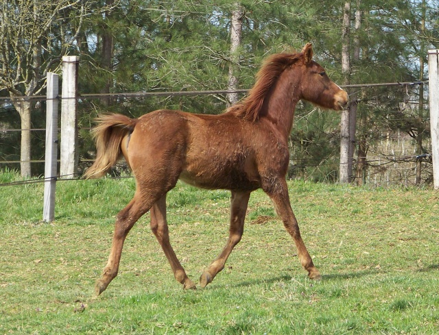 Pouliche alezan brulée, origine endurance VENDUE 710