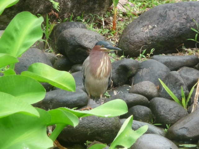 Piafs de Guadeloupe Guade104