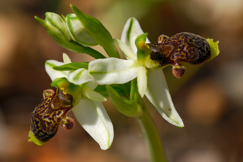 Ophrys philippi ( Ophrys de Philippe ) _phili10