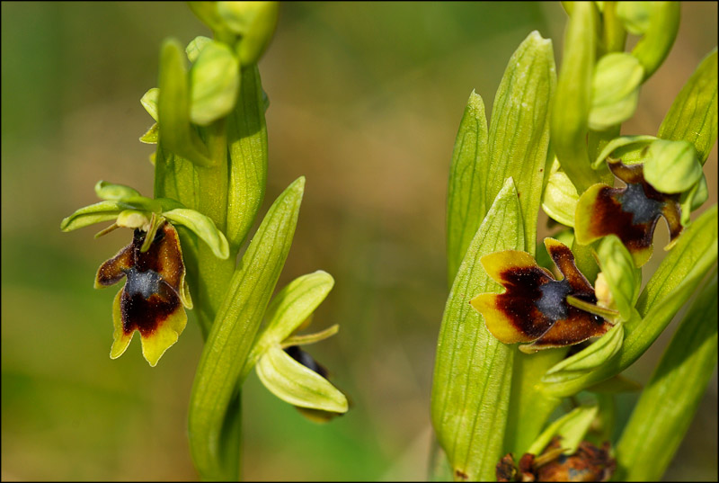 Ophrys insectifera subsp aymoninii ( Ophrys d'Aymonin ) Aymoni10