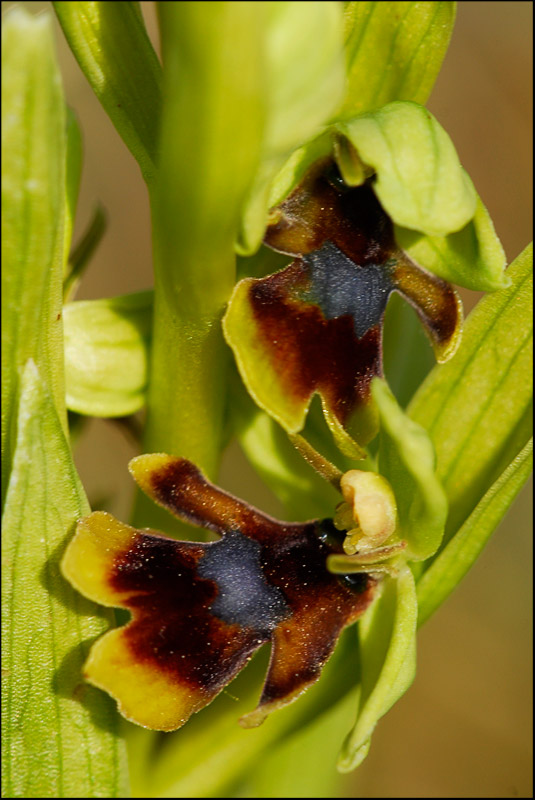 Ophrys insectifera subsp aymoninii ( Ophrys d'Aymonin ) Aymoni11