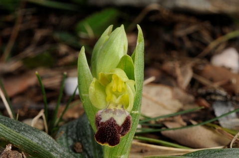 Nouvelles de SFOL premiéres ophrys ! Ophrys10