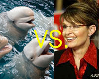 Le "Fore bébé Fore" de Sarah Palin contre les baleines Bélugas - Aidez à assurer que les Baleines gagnent ! 210