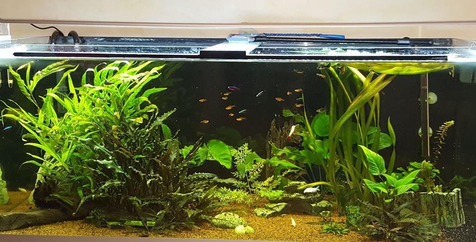 choix rampe aquarium 300 litres Aprzos10