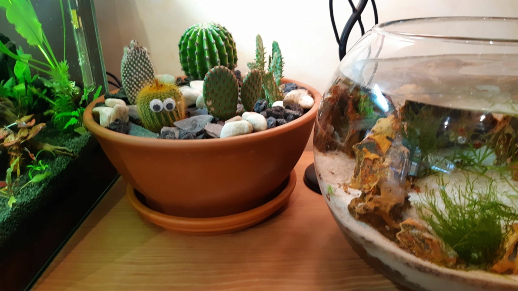 réfection 30 L dennerle pour killies Cactus10