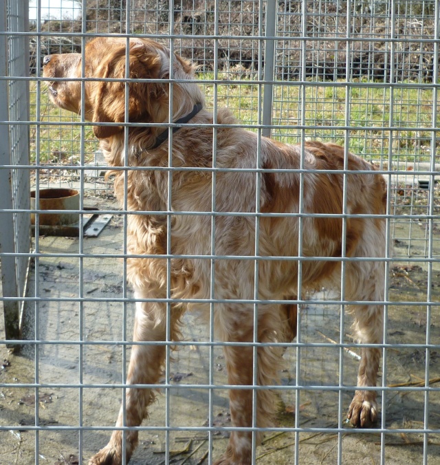 D'AVIGNON épagneul breton mâle < 2 ans - dept 85 Epagne10