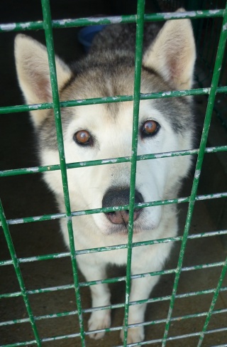 TROUVE CHIEN TYPE HUSKY (m) BEAUFOU 85 RETROUVE Husky_11