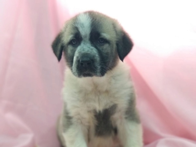 mastin bébé à l'adoption réservée Ambra_10