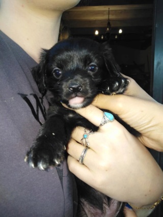 Chiot croisé de 1 mois à l'adoption BAMBOU Adopté Bambou10