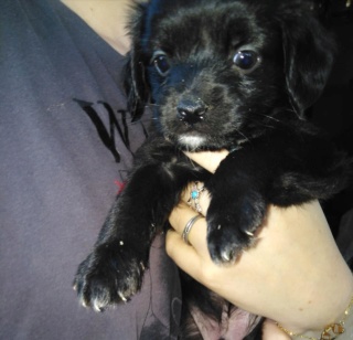 Chiot croisé de 1 mois à l'adoption BAMBOU Adopté Bambou12
