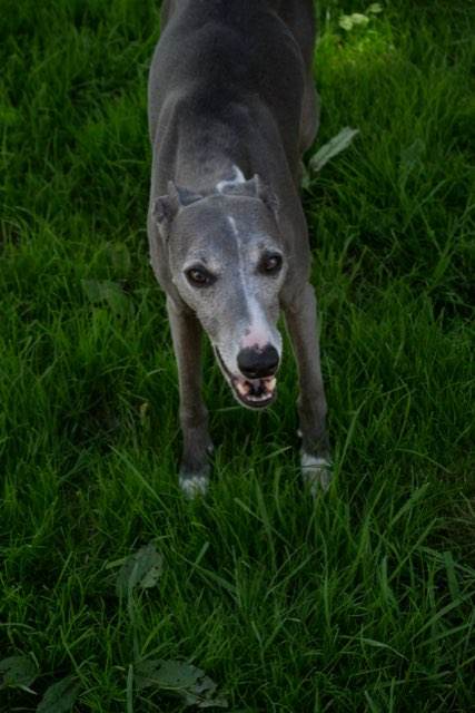 Plusieurs whippets à l'adoption chez Scooby France  Blue_w10