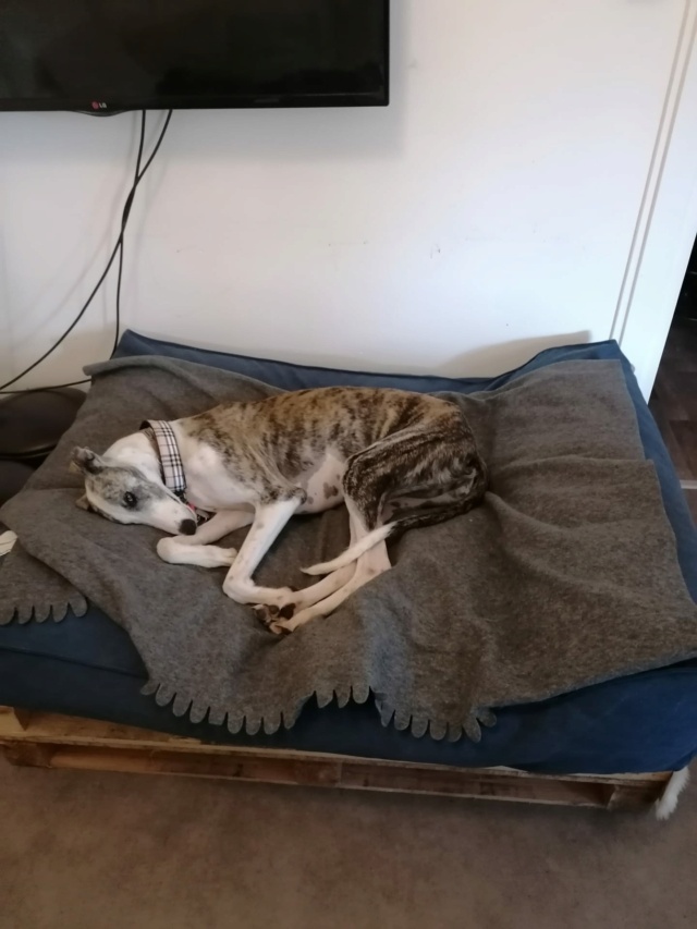Galga bringée blanche Adoptée Cali_g10