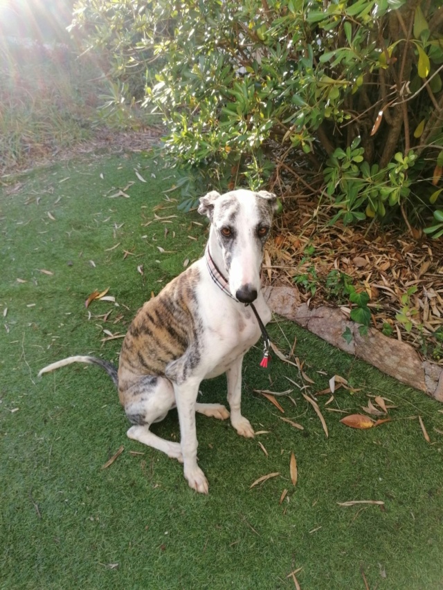 Galga bringée blanche Adoptée Cali_g11
